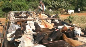 illegal-cow-transport