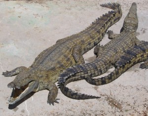 crocodile1