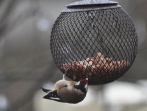 bird-feeder-evolution