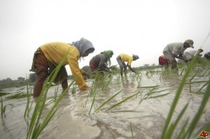 india-rain-agriculture-2009-7-16-6-12-53
